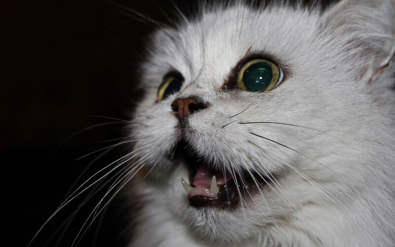 White Cat with Wide Eyes — Dramatic