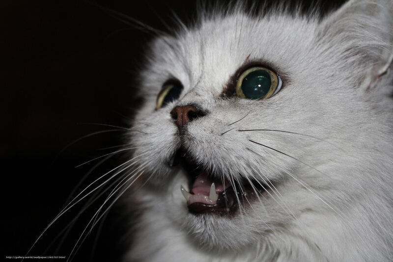 white cat with wide eyes