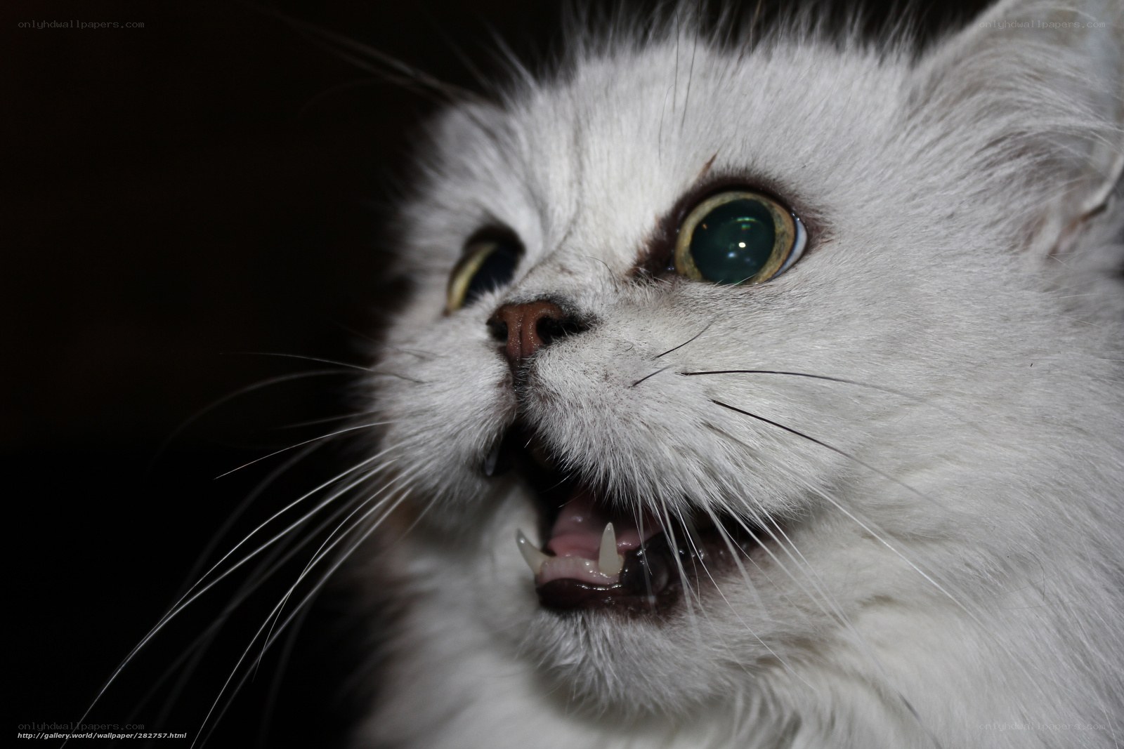 white cat with wide eyes