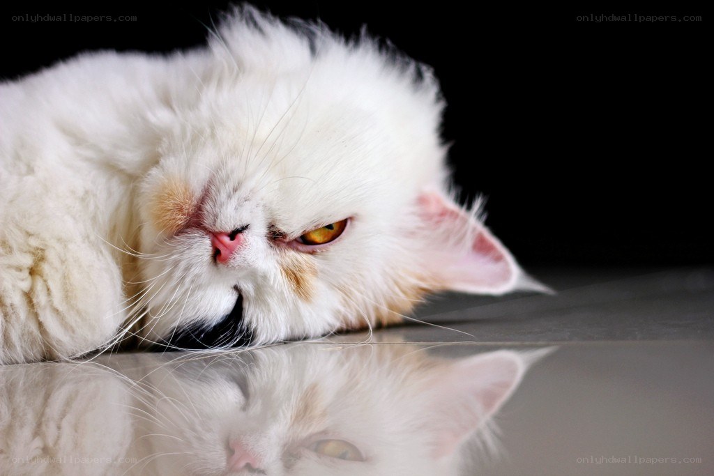 white cat with yellow eyes