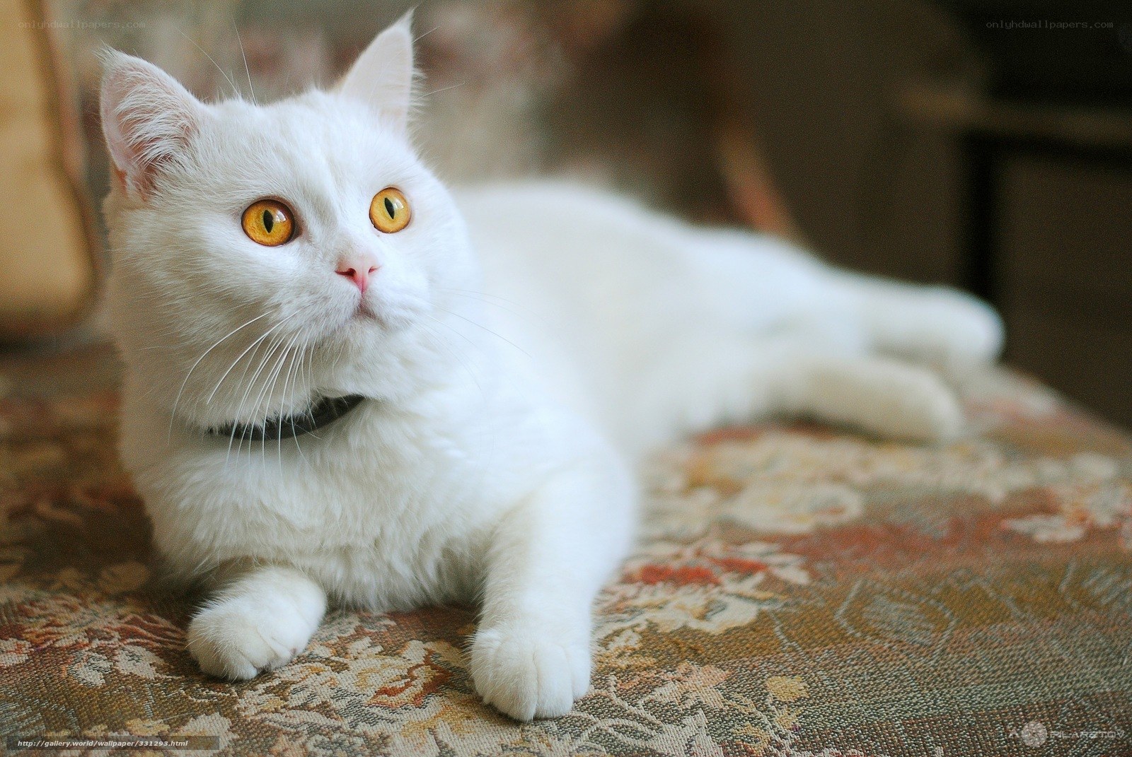 white cat with yellow eyes