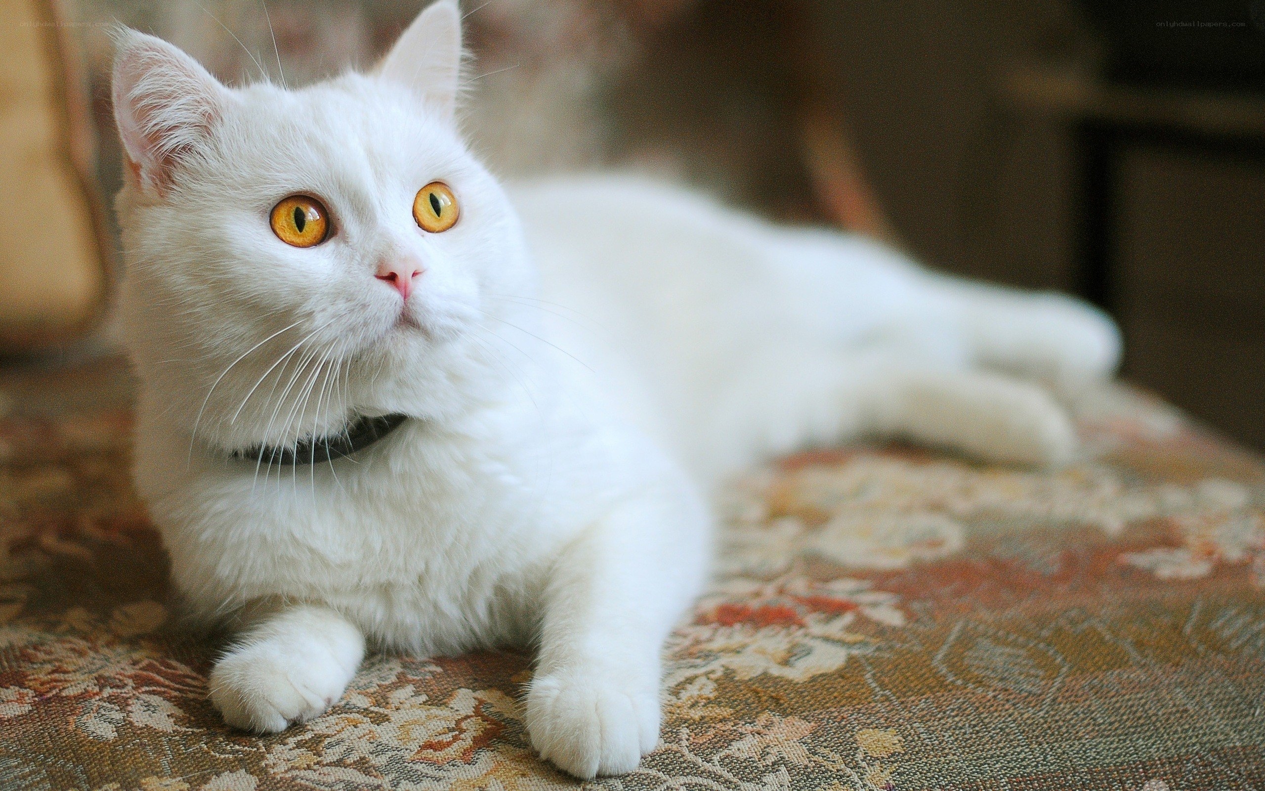 white cat with yellow eyes
