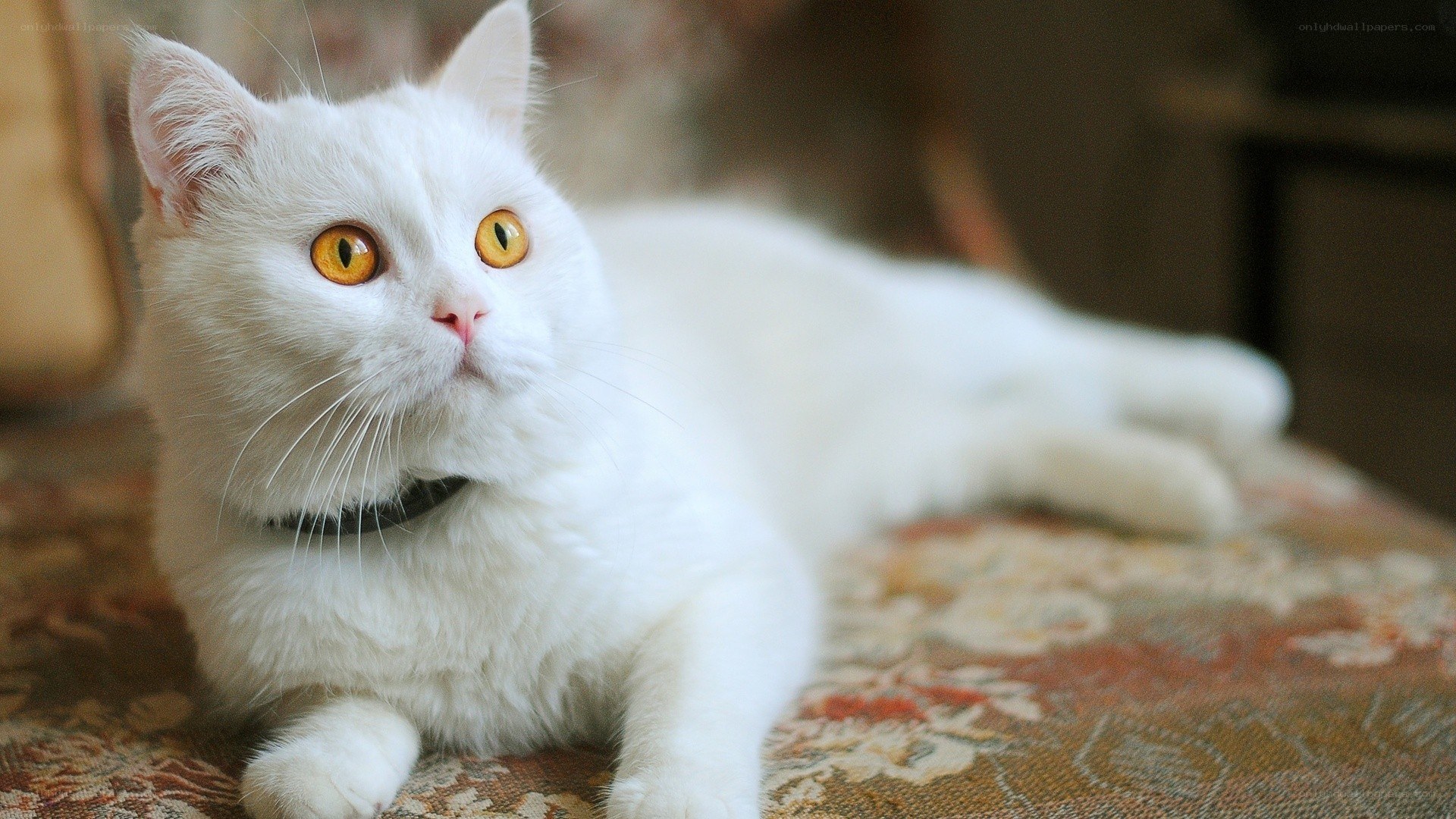 white cat with yellow eyes