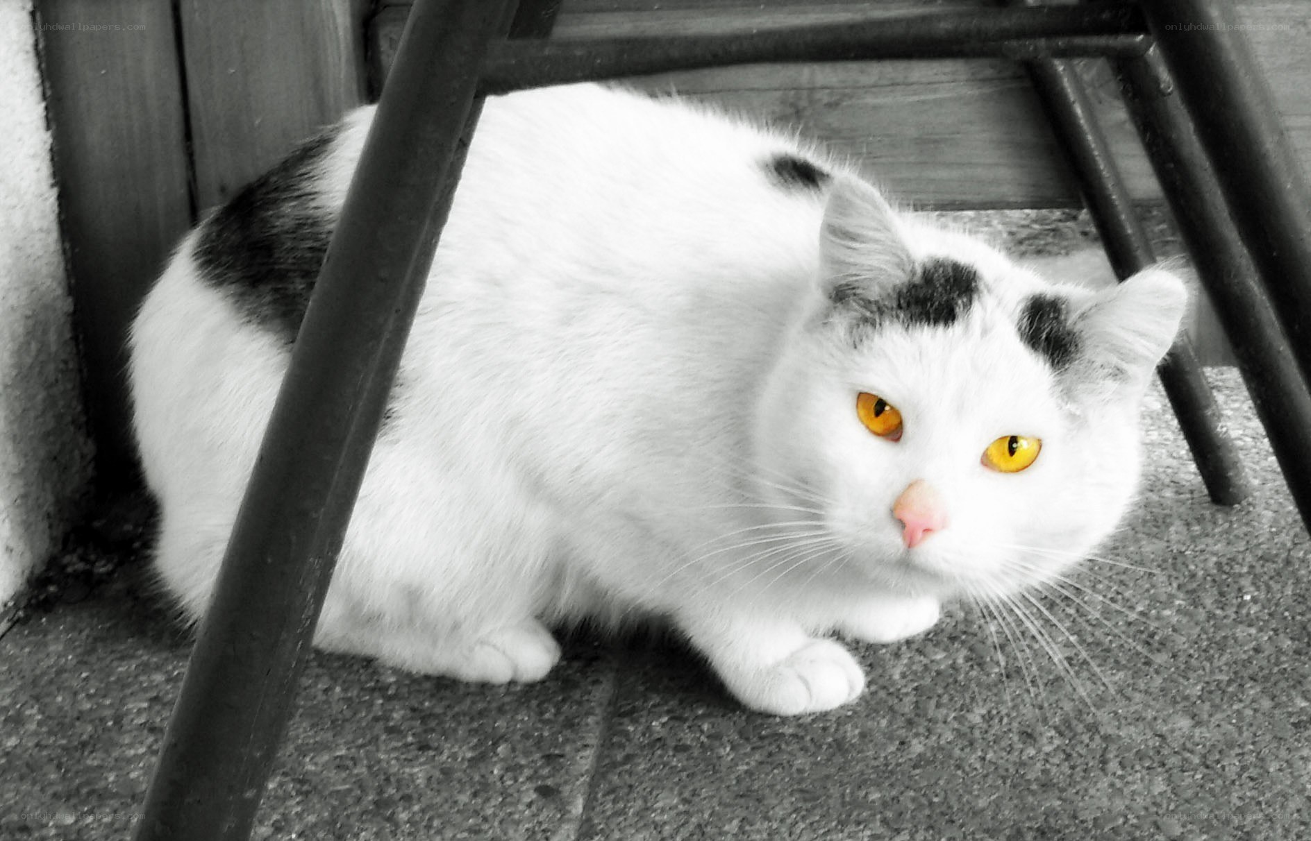white cat with yellow eyes