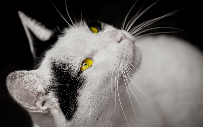 White Cat with Yellow Eyes — Black