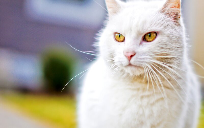 White Cat with Yellow Eyes — Calm, Afternoon