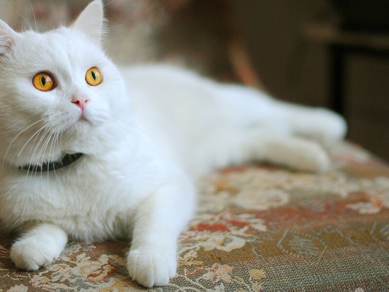 White Cat with Yellow Eyes — Calm, Photograph, Collar
