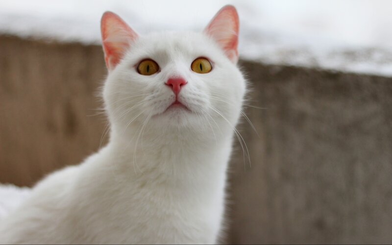 White Cat with Yellow Eyes — Calm, Photograph, Ears