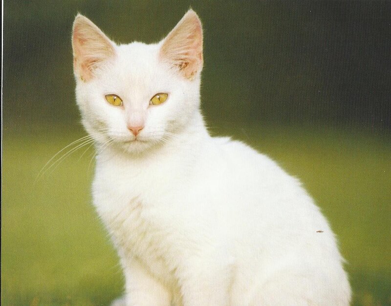 White Cat with Yellow Eyes — Calm, Photograph, Grass