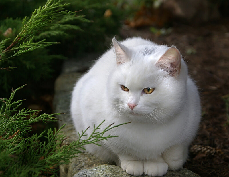 White Cat with Yellow Eyes — Calm, Photograph, Green Plant