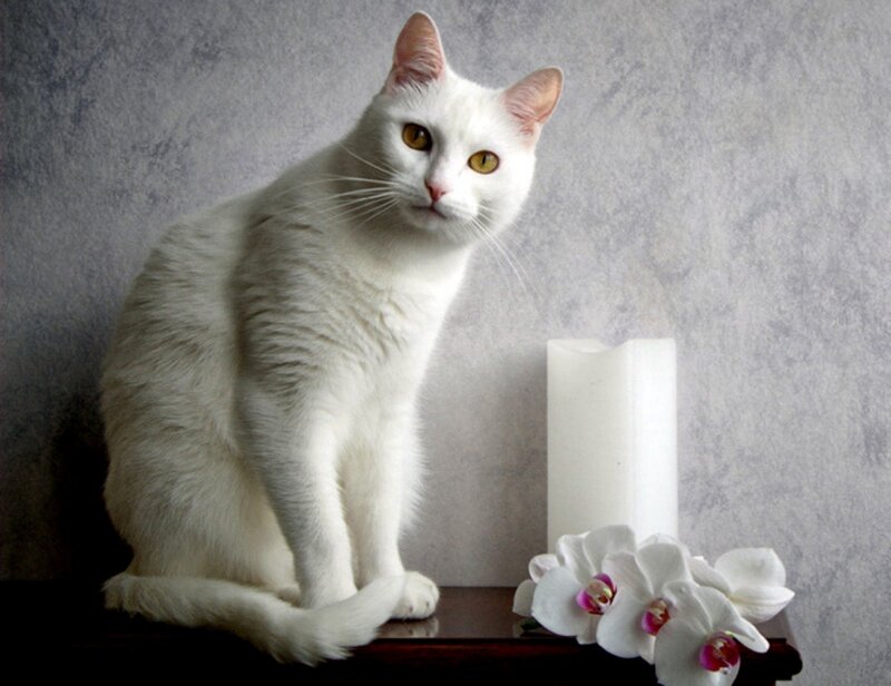 White Cat with Yellow Eyes — Calm