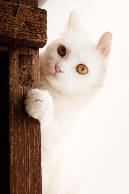 White Cat with Yellow Eyes — Curious