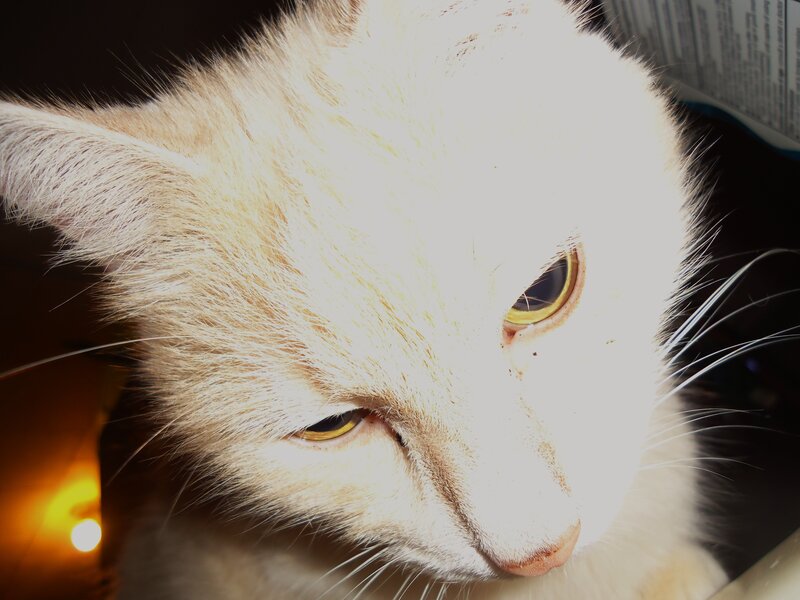 White Cat with Yellow Eyes — Dramatic