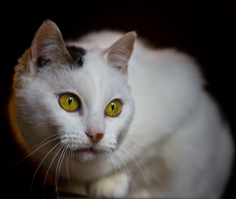 White Cat with Yellow Eyes — Intense