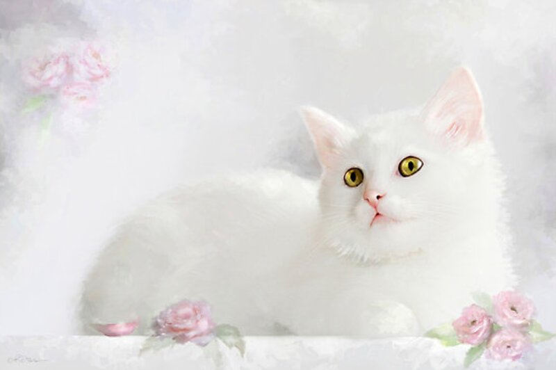 White Cat with Yellow Eyes — Serene