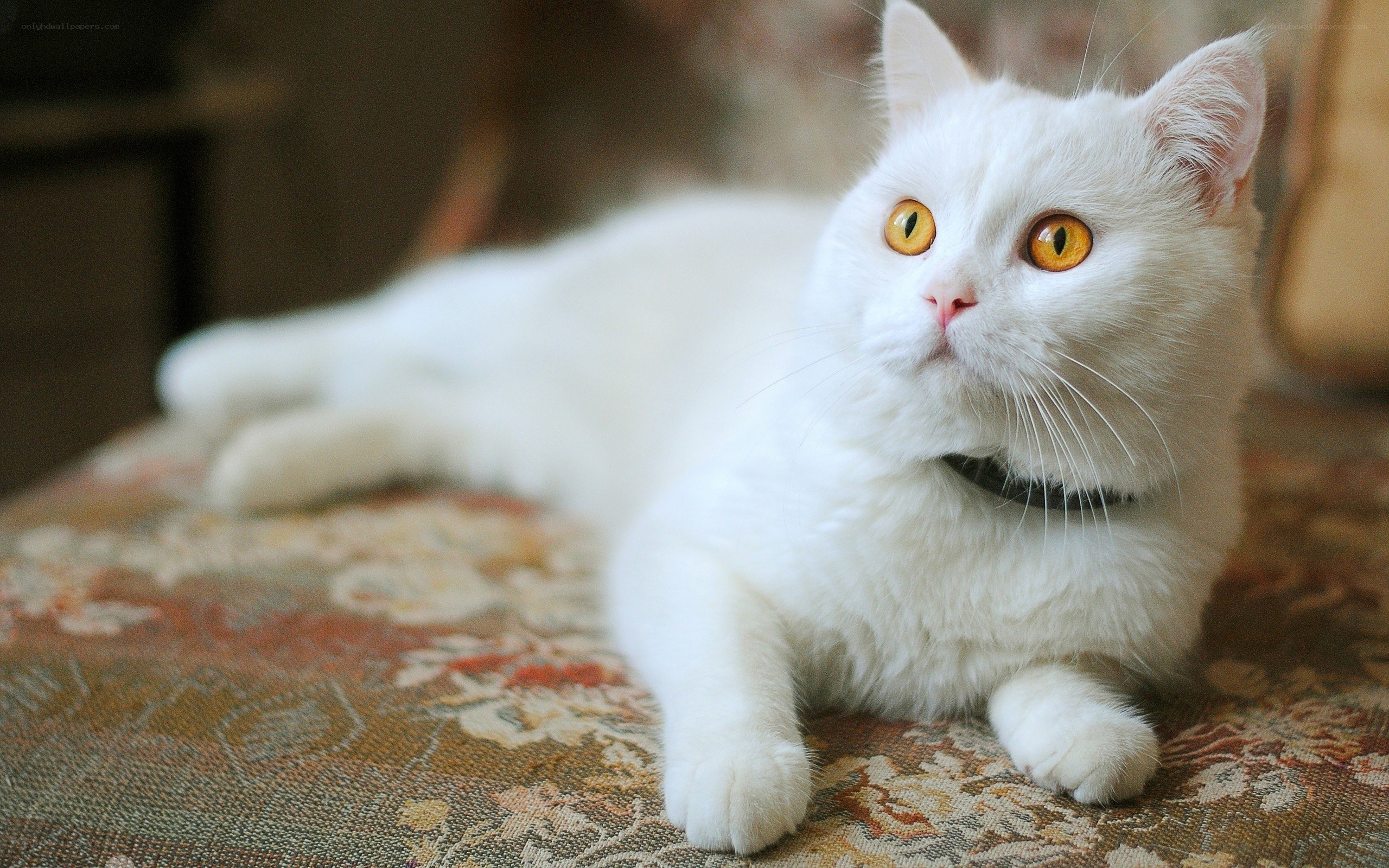 white cat with yellow eyes