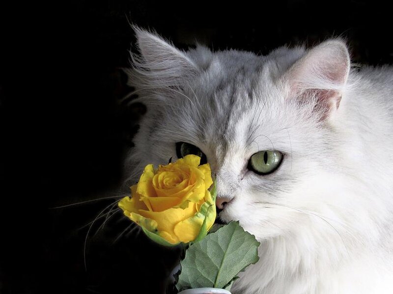White Cat with Yellow Rose