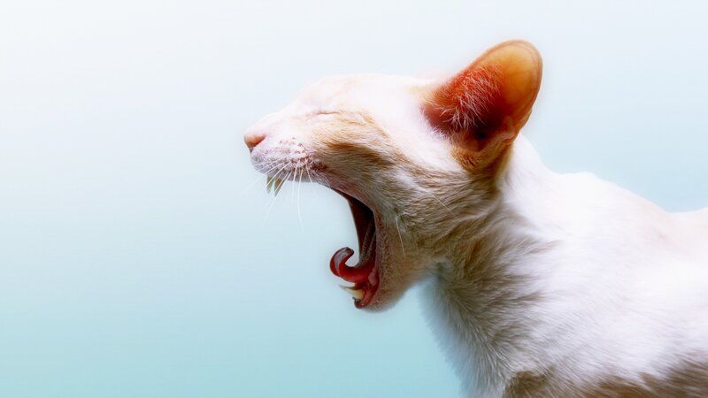 white cat yawning