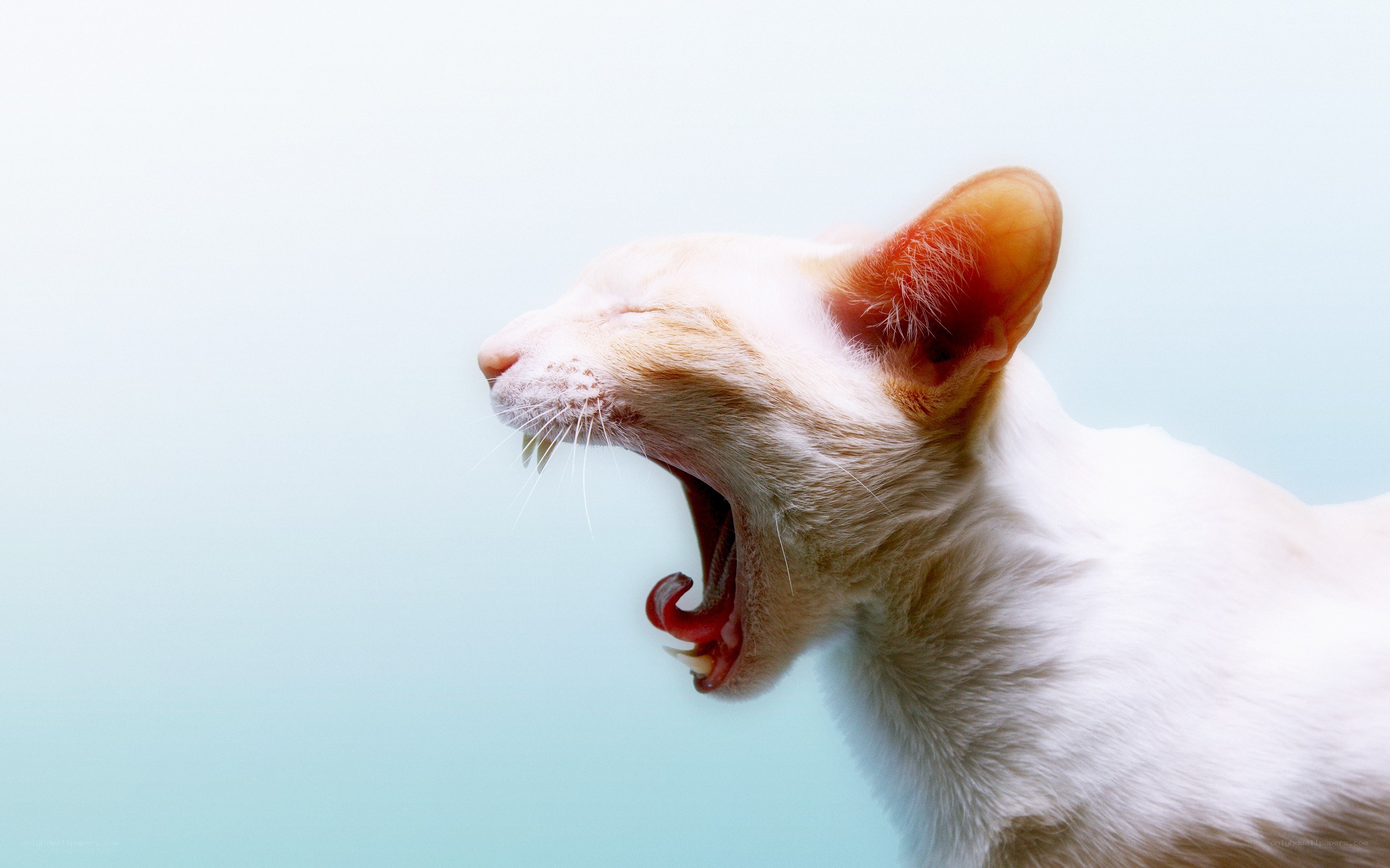 white cat yawning