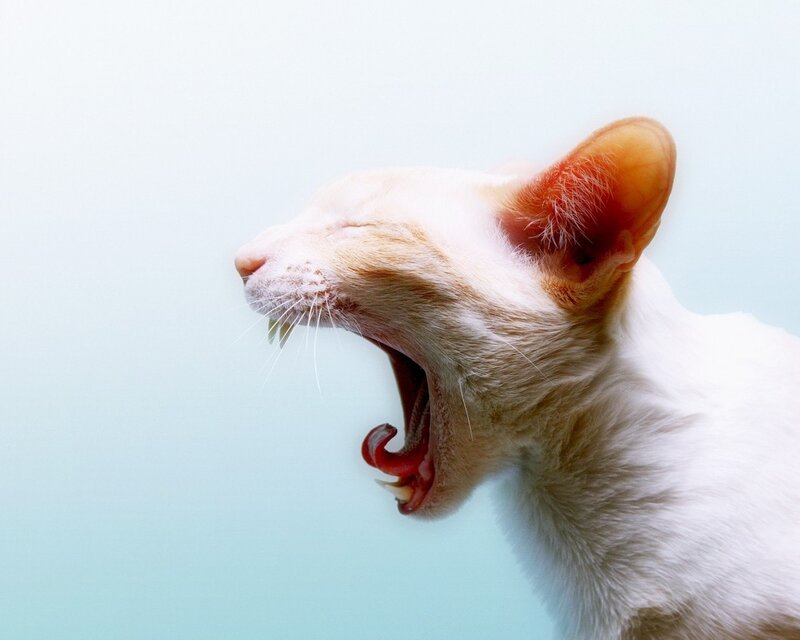 white cat yawning