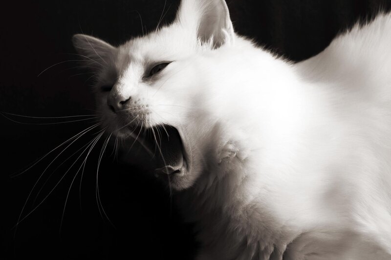 White Cat Yawning — Black, Dramatic, Photograph