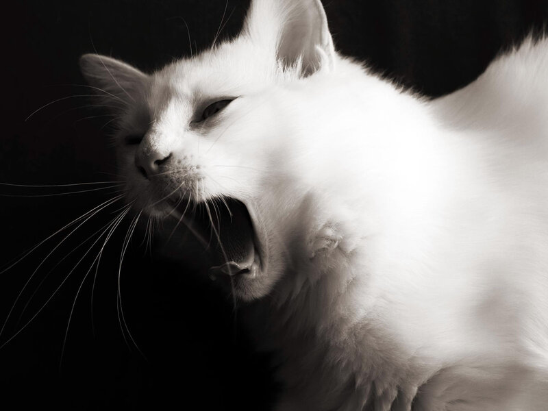 White Cat Yawning — Black