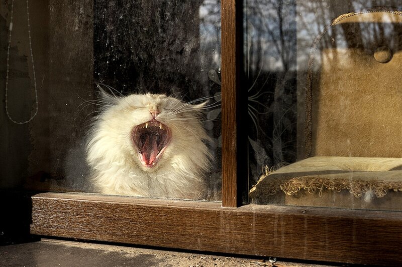 White Cat Yawning — Brown