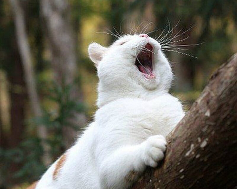 White Cat Yawning — Calm, Afternoon