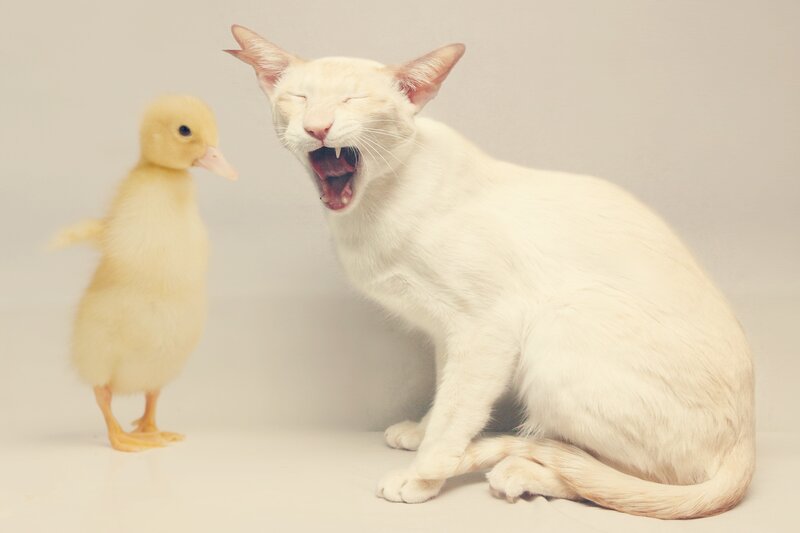 White Cat Yawning — Calm, Photograph, Duckling