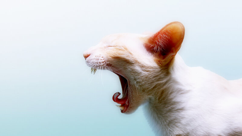 White Cat Yawning — Calm, Photograph, Ear