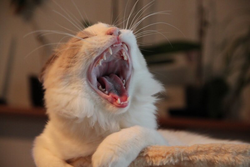 White Cat Yawning — Calm, Photograph, Whiskers