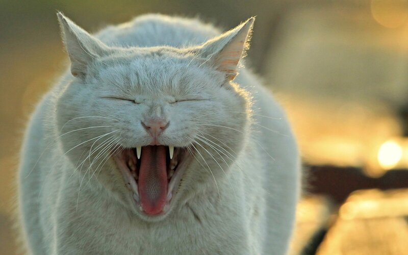 White Cat Yawning — Calm, Sunset
