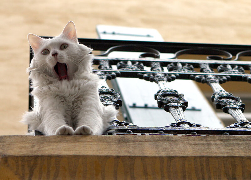White Cat Yawning — Calm