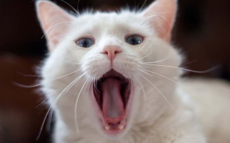 White Cat Yawning — Neutral