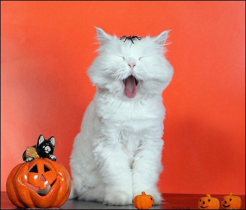 White Cat Yawning — Orange