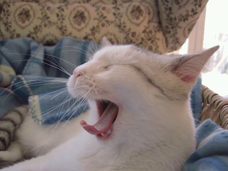 White Cat Yawning — Relaxed, Morning