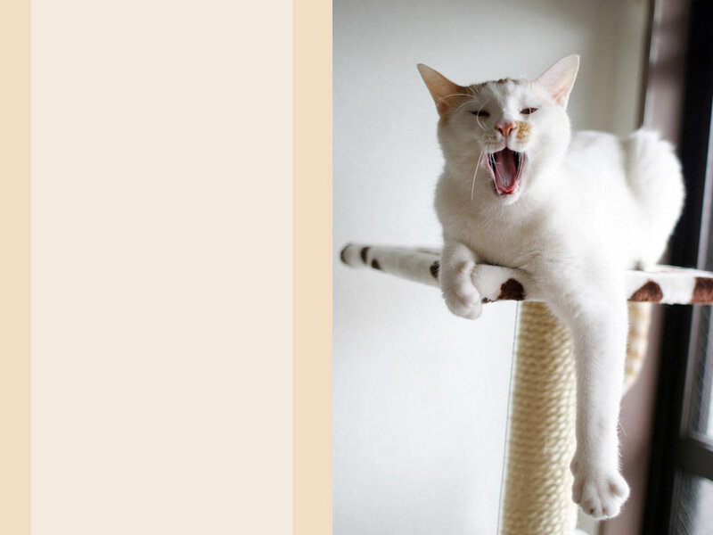 White Cat Yawning — Relaxed