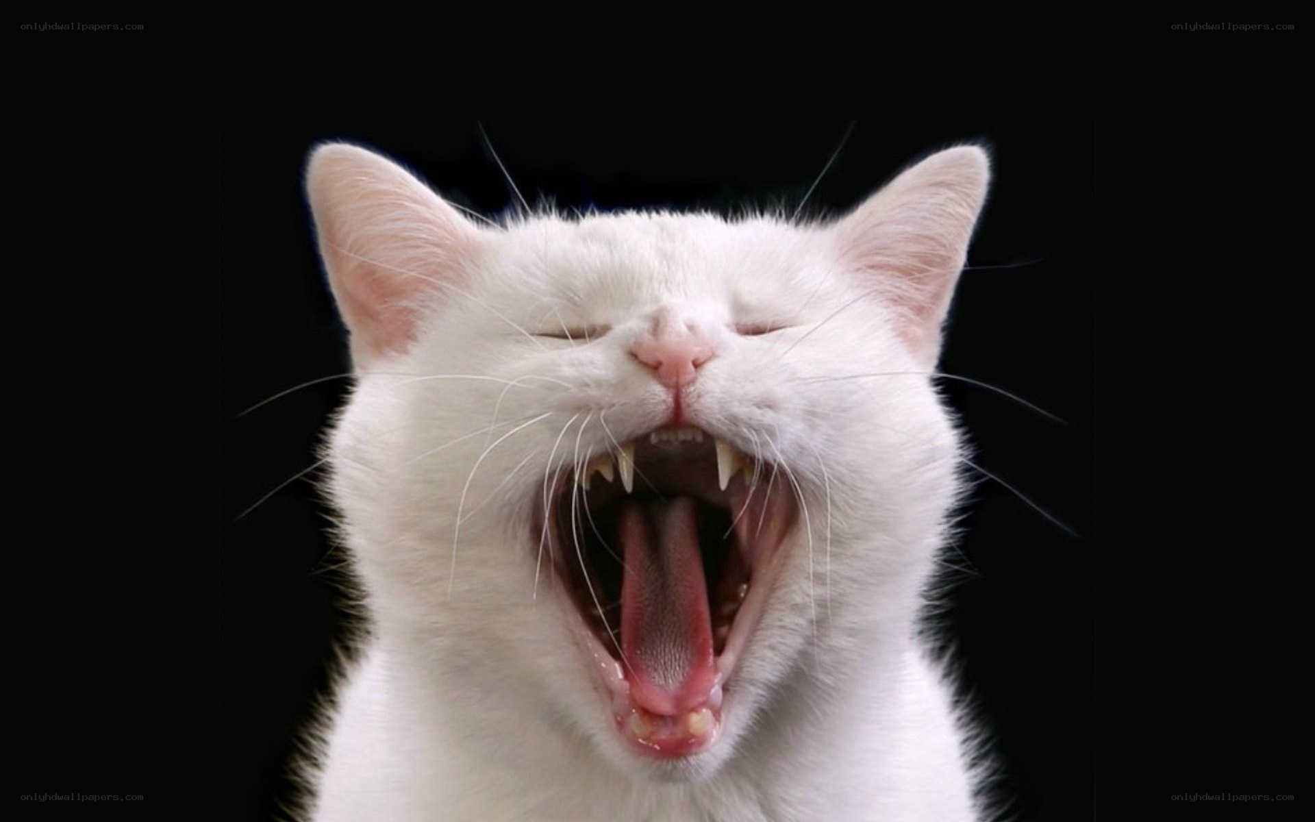 white cat yawning widely