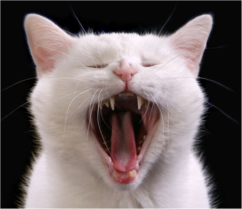 white cat yawning widely