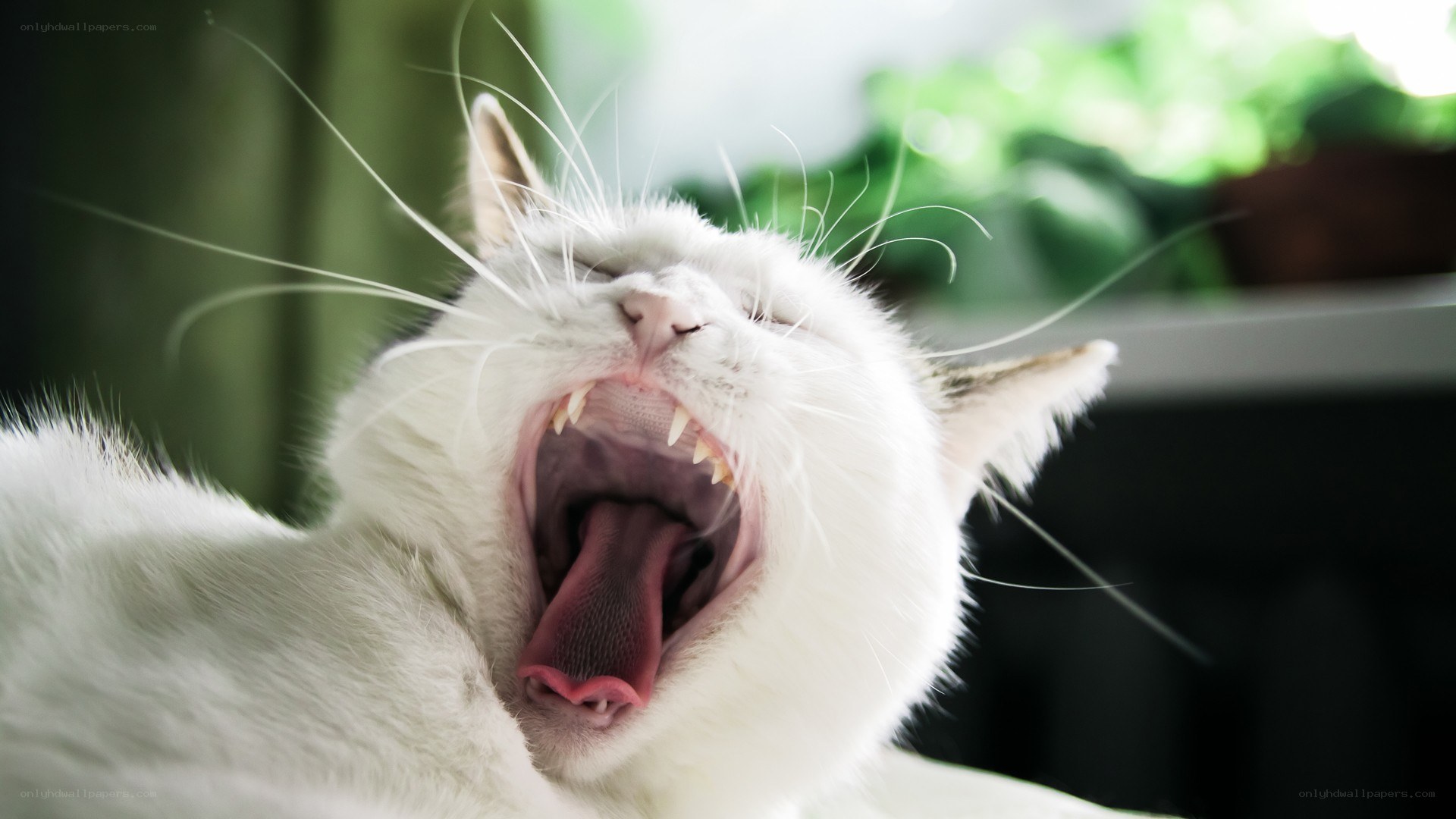 white cat yawning widely
