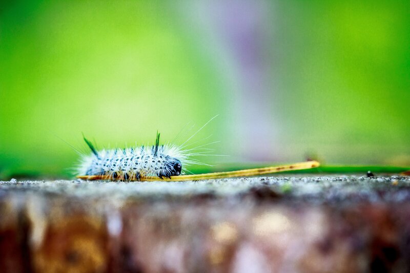 White Caterpillar on Wood