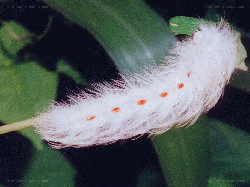 White caterpillar with red spots