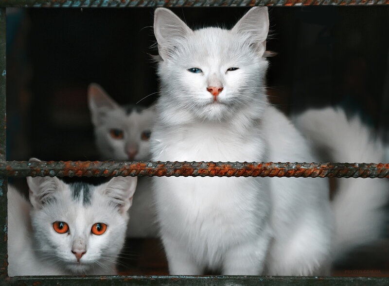White Cats Behind Bars