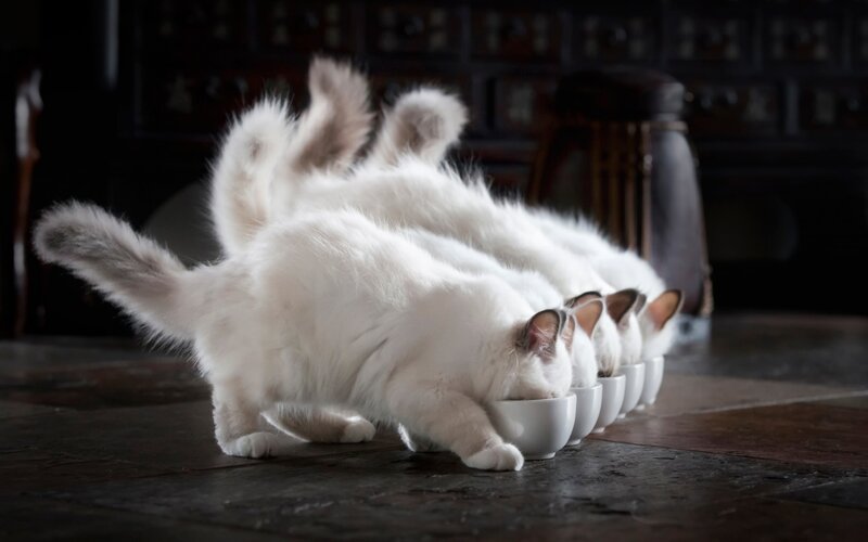 White Cats Eating