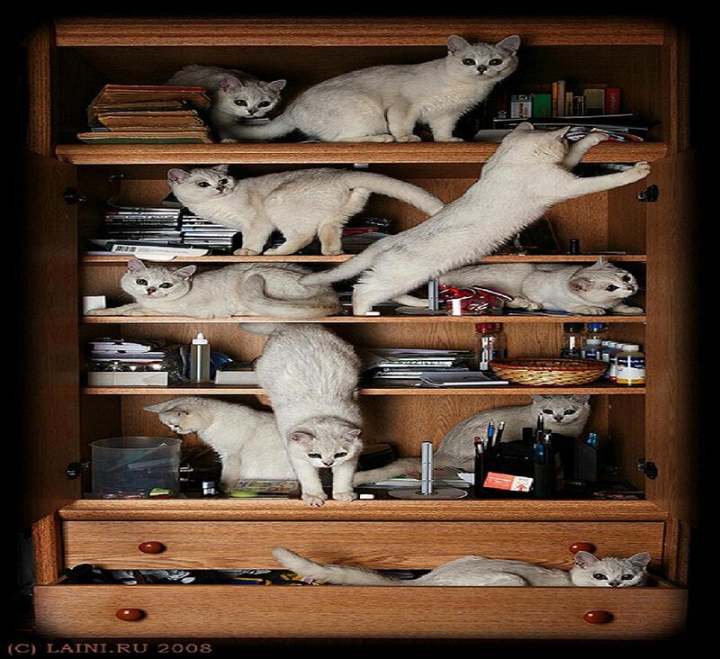 White Cats in Cabinet — Brown