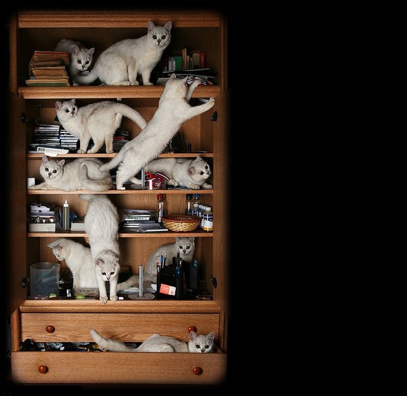 White Cats in Cabinet