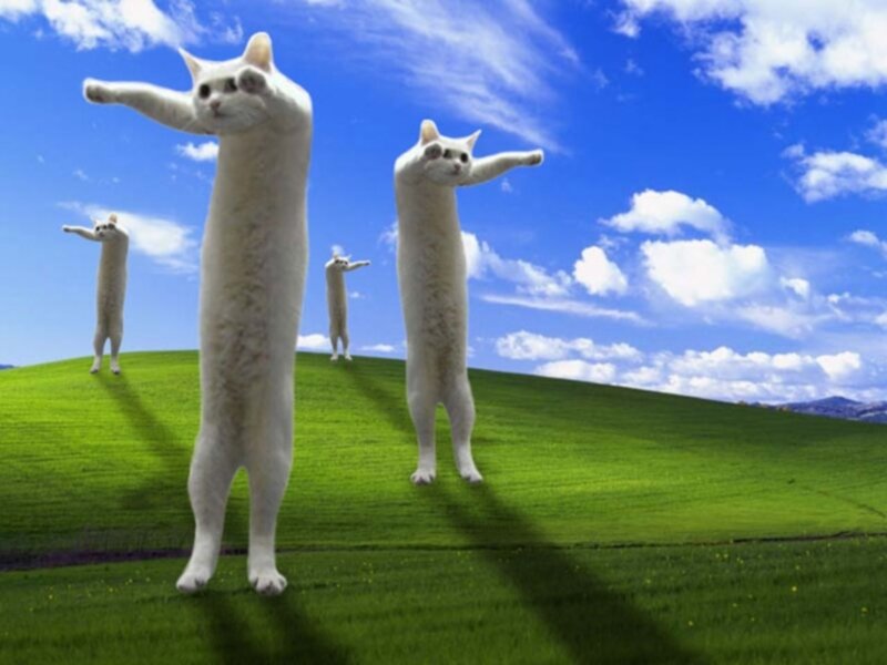 White Cats on a Hill