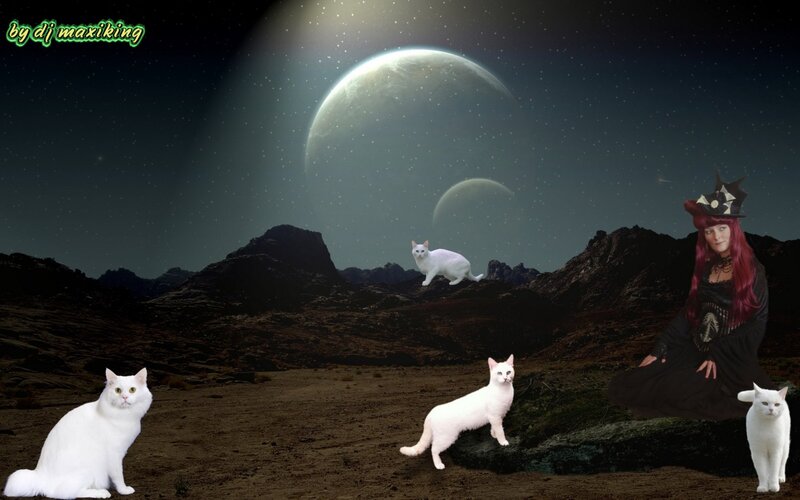 White Cats on Alien Planet