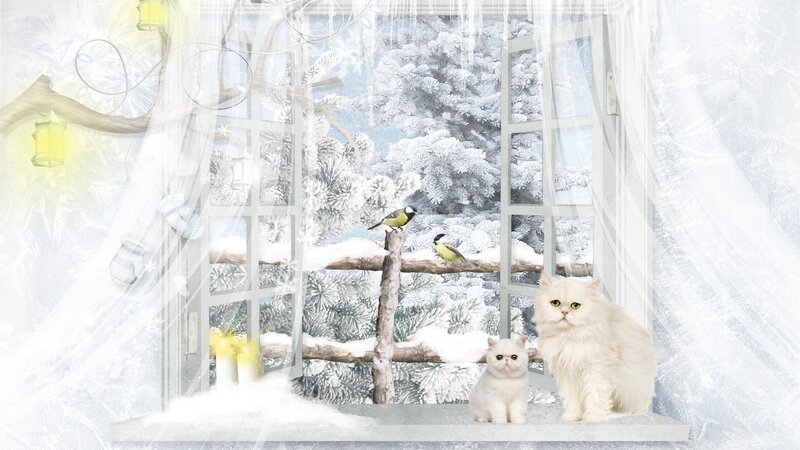 White Cats on Windowsill