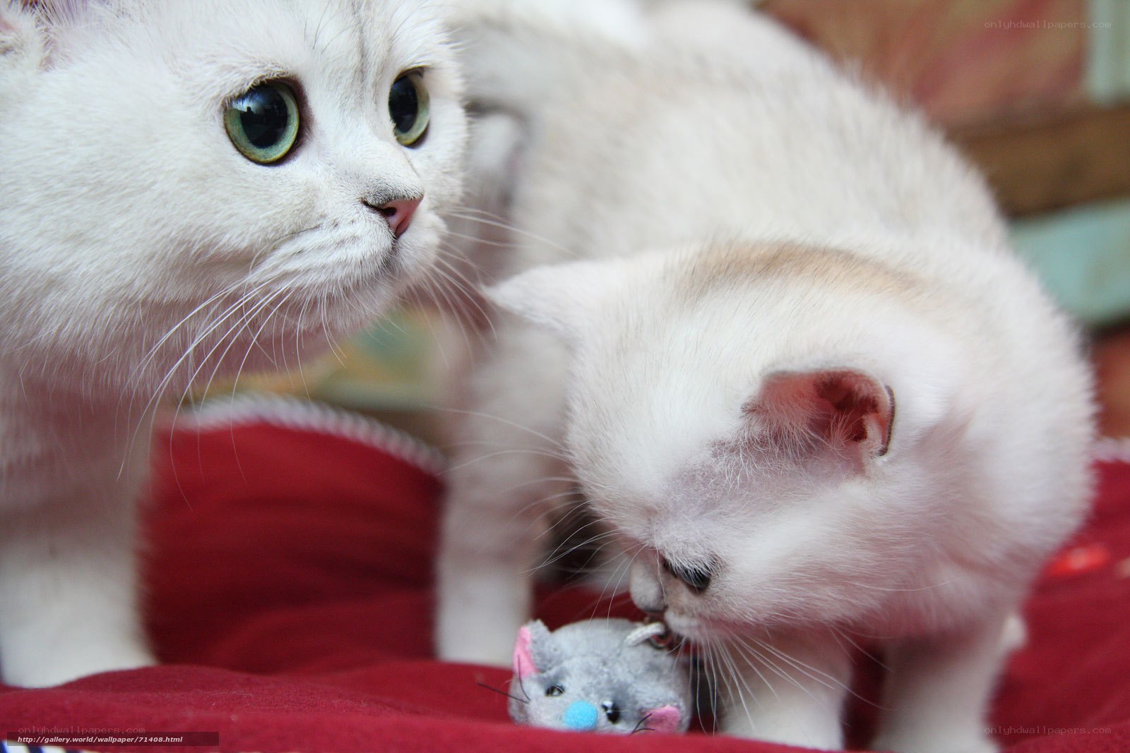 White cats playing with toy